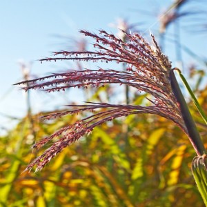Native Grass Seed Mix