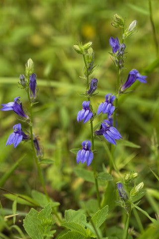 Great Blue Lobelia Seeds (Lobelia siphilitica)