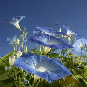 Morning Glory Seeds (Ipomoea purpurea)