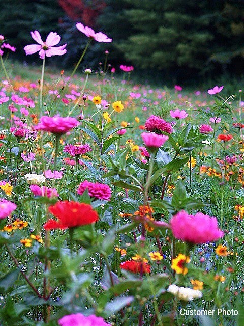 Showstopper Wildflower Seed Mix
