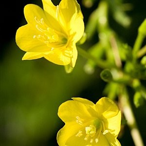 Evening Primrose Seeds (Oenothera lamarckiana)