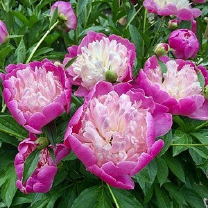 Peony 'Bowl of Beauty'