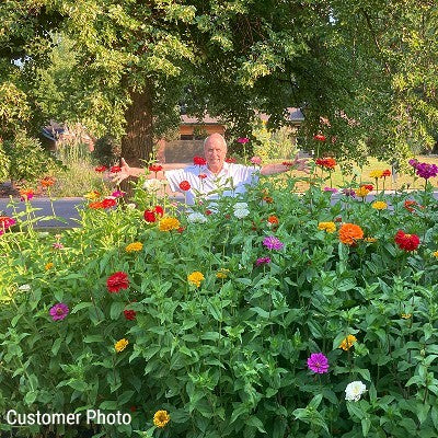 pennington zinnia garden seed blend Zinnia Color Mix Seeds (Zinnia Elegans)