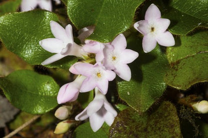 Trailing Arbutus Seeds (Mayflower)