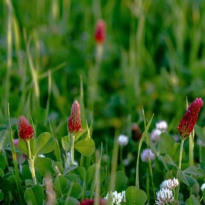 garden cover crop seed mix Annual Cover Crop Seed Mix – Vermont Wildflower Farm