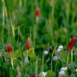 Annual Cover Crop Seed Mix