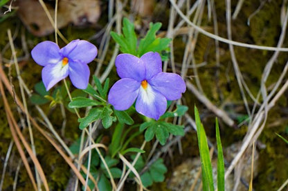 violet flower seed Bird's Foot Violet Seeds (Viola pedata)