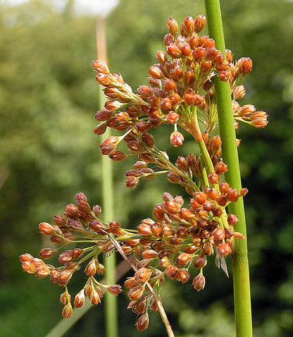 wetland flower seeds Wet Meadow Wildflower And Grass Seed Mix