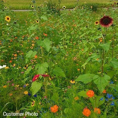 All Annual Wildflower Mix