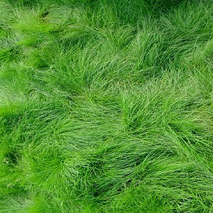 Creeping Red Fescue Grass Seeds (Festuca rubra)