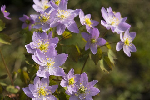 Rue Anemone Seeds (Anemonella thalictroides)