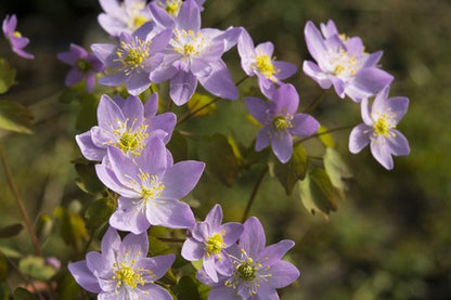 Rue Anemone Seeds