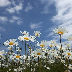 Daisy Shasta Seeds (Chrysanthemum maximum)