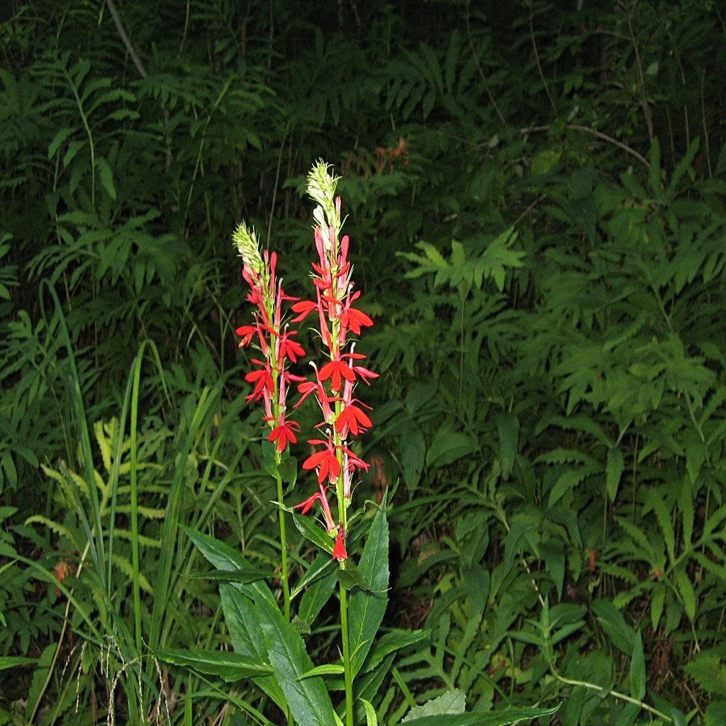 Woodland Wildflower Seed Mix