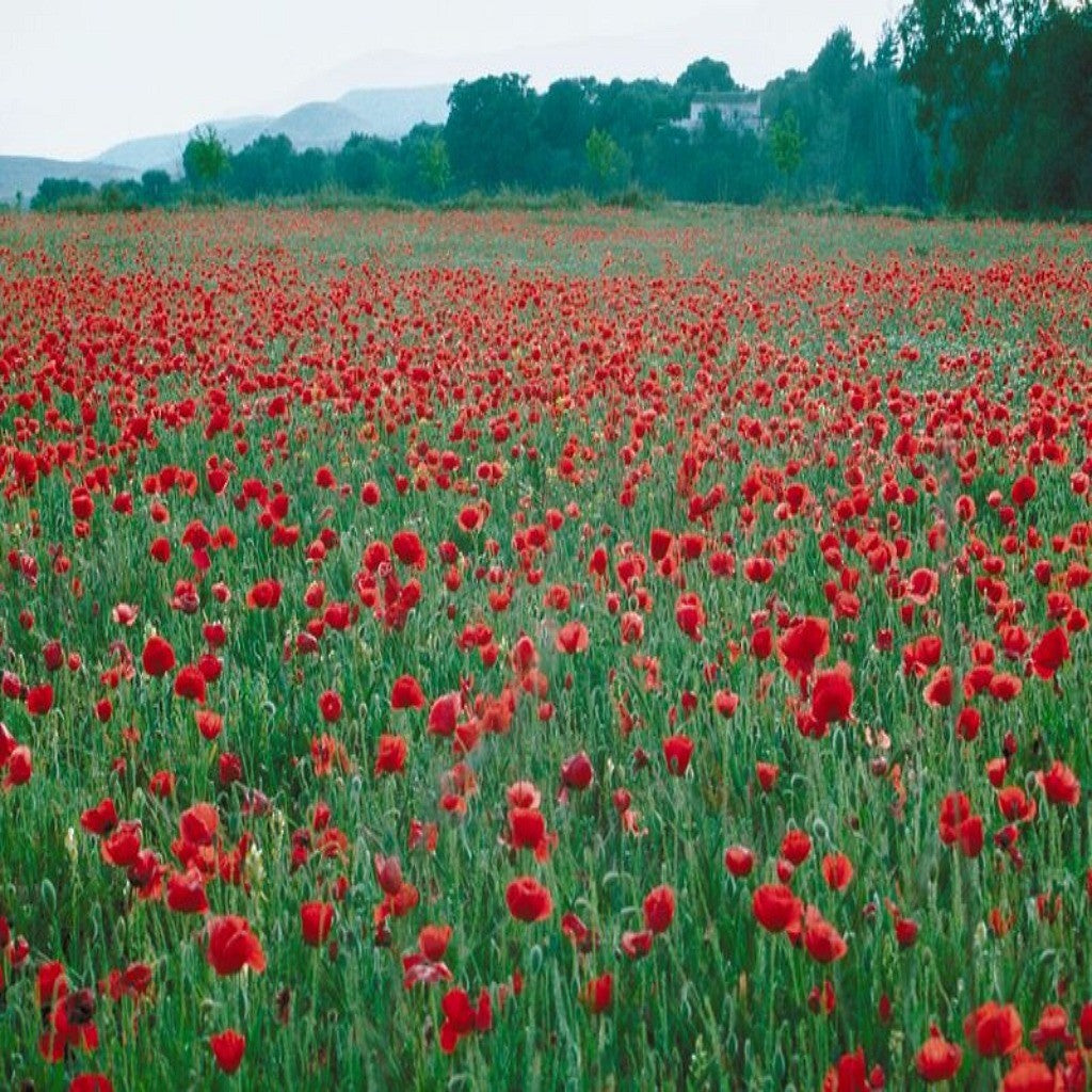 Western Wildflower Seed Mix