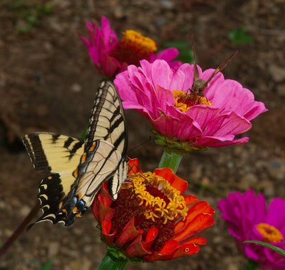 Zinnia Pink Seeds (Zinnia elegans)