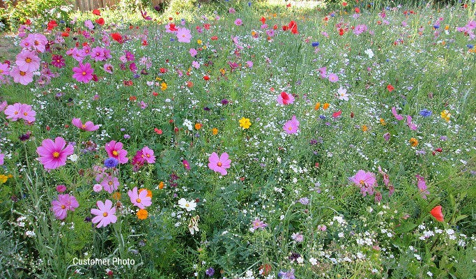 Quick Bloom Wildflower Seed Mix