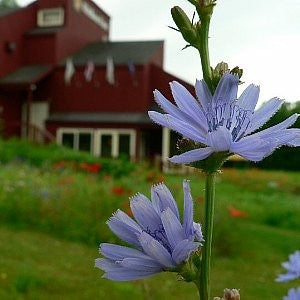 chicory wildflower seeds Chicory Seeds (Cichorium Intybus)