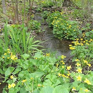 Marsh Marigold Seeds (Caltha palustris)