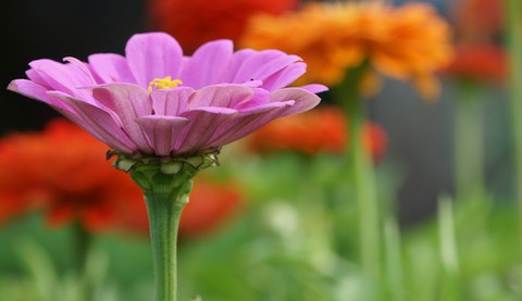 Zinnia Pink Seeds (Zinnia elegans)