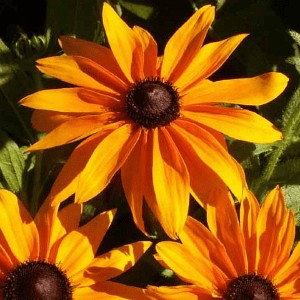 Black-eyed Susan Dwarf Marmalade Seeds (Rudbeckia hirta)