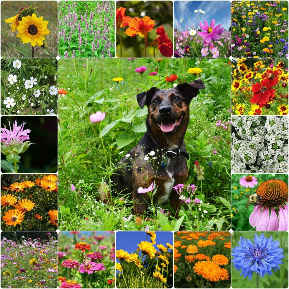 dog flower seeds Pet Friendly Wildflower Seed Mix – Vermont Wildflower Farm