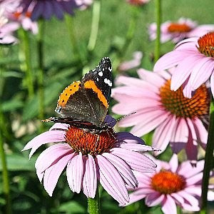 Coneflower Purple Seeds (Echinacea purpurea)