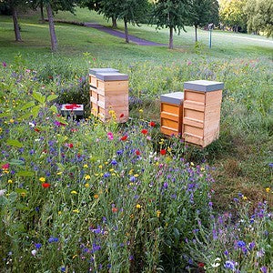 Honeybee Wildflower Seed Mix