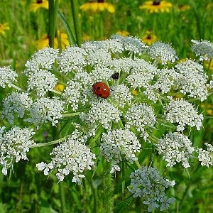 bishops flower seeds Queen Anne'S Lace - (Bishop'S Flower) Seeds