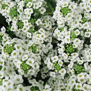 Sweet Alyssum Seeds (Lobularia maritima)