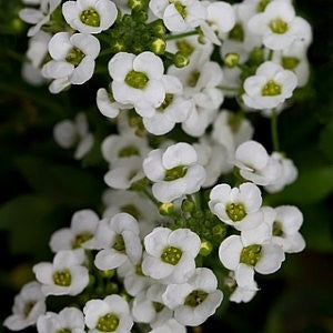 Sweet Alyssum Seeds (Lobularia maritima)