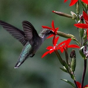 Royal Catchfly Seeds (Silene regia)