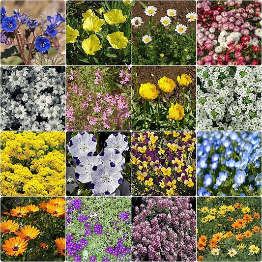 Ground Cover Wildflower Seed Mix