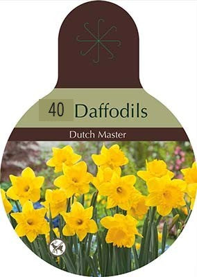 Super Value Deal - Daffodil 'Dutch Master'