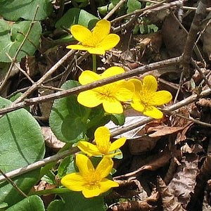 the forest marigold seeds Marsh Marigold Seeds (Caltha palustris)