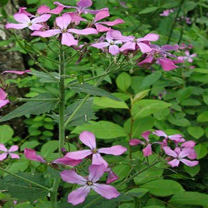 Money Plant Seeds (Lunaria biennis)