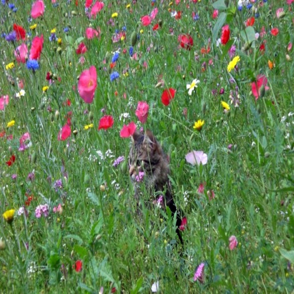 All Annual Wildflower Seed Mix