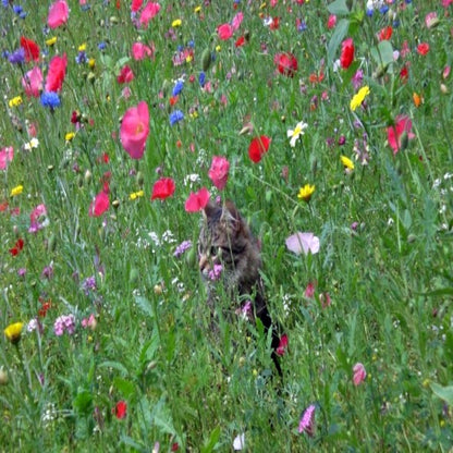 All Annual Wildflower Mix