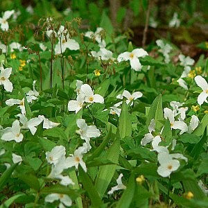 Great White Trillium Seeds (Trillium grandiflorum)