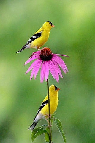 Bird Lovers Wildflower Seed Mix