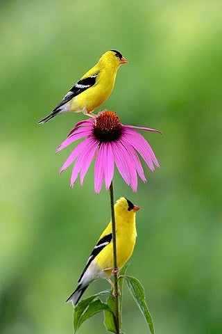 bird flower seeds Bird Lovers Wildflower Seed Mix – Vermont Wildflower Farm