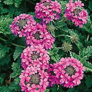 Moss Verbena Seeds (Verbena tenuisecta)