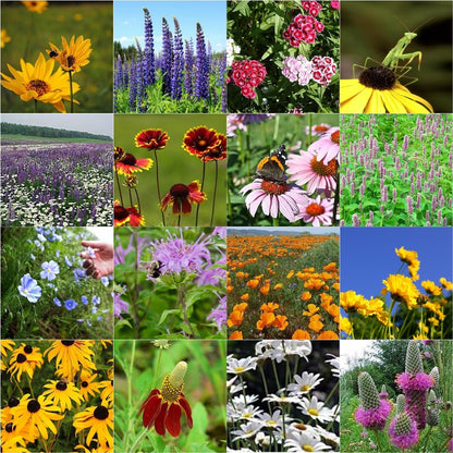 All Perennial Wildflower Seed Mix