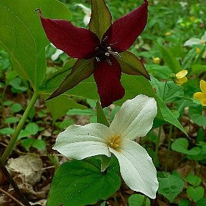 trillium seeds planting Red Trillium Seeds (Trillium erectum)