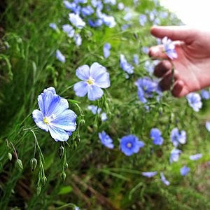 Blue Flax Seeds (Linum perenne)