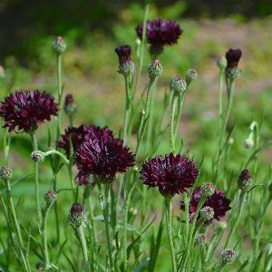 Cornflower Black Ball Seeds (Centaurea cyanus)