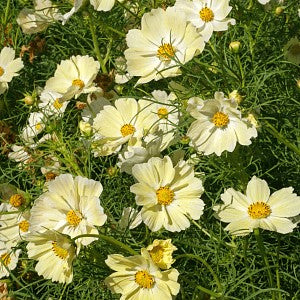 Cosmos Yellow Seeds
