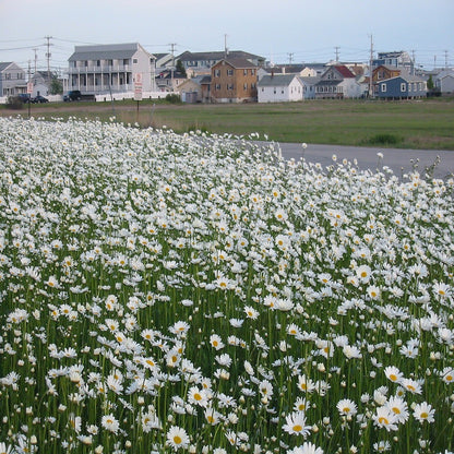 low growing flower seeds Perennial Low Grow Wildflower Seed Mix – Vermont Wildflower Farm