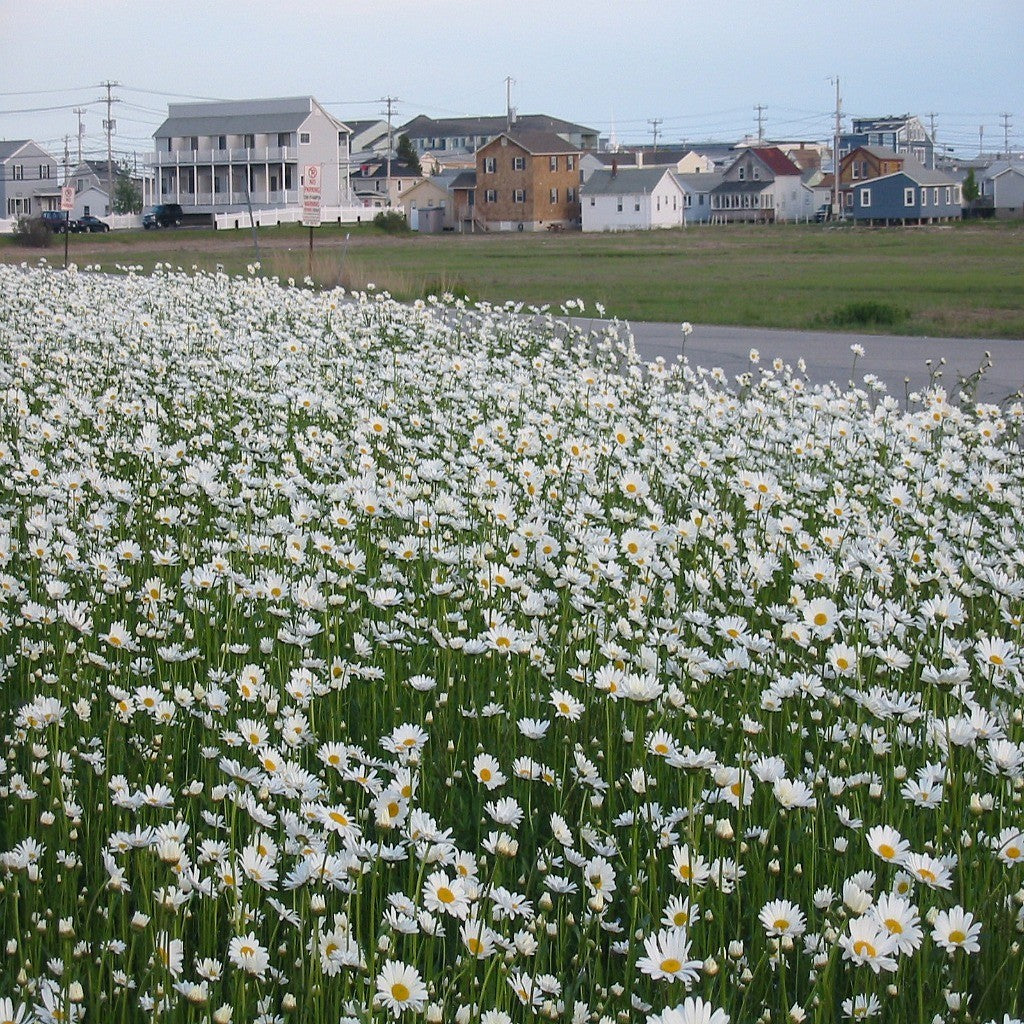 Perennial Low Grow Wildflower Seed Mix