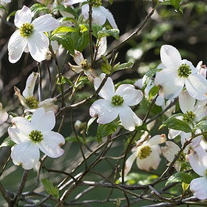 Flowering Dogwood Tree Seeds (Cornus florida)